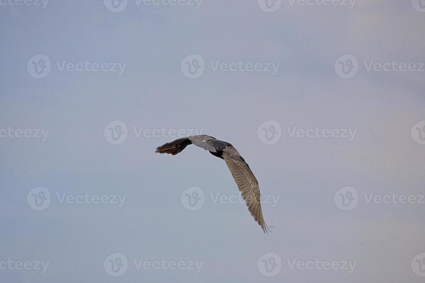 black cormorant bird in flight on a background of the blue cloudless sky photo