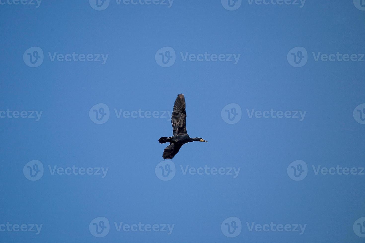 black cormorant bird in flight on a background of the blue cloudless sky photo