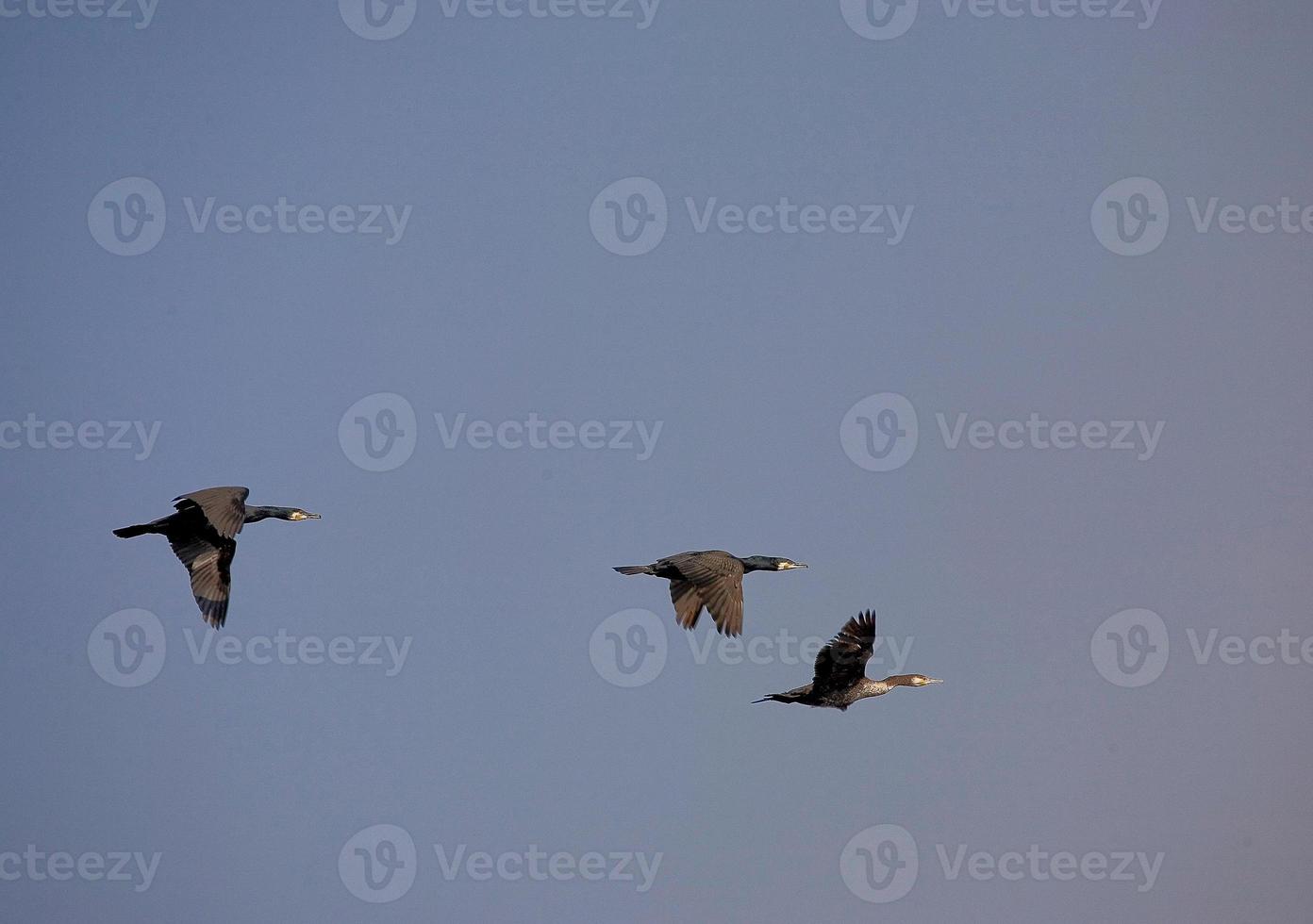 black cormorant bird in flight on a background of the blue cloudless sky photo