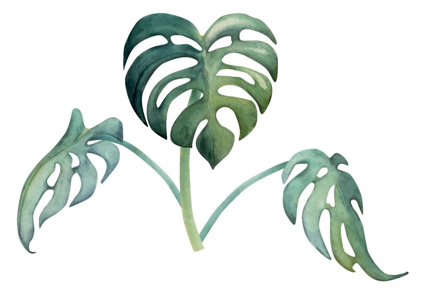 Hand drawn watercolor composition. Exotic tropical plant, big green mostera leaves on stalks Isolated on white background Design wall art, wedding, print, fabric, cover, card, tourism, travel booklet. vector