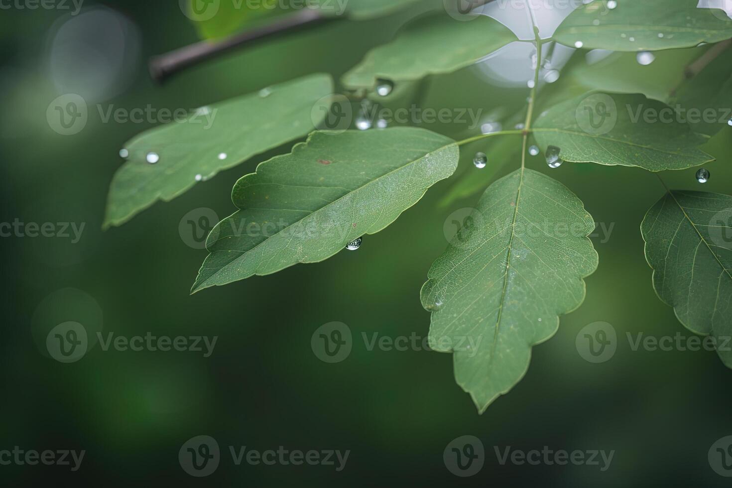 a close-up of wet textured leaves in a dewy morning in the forest. photo