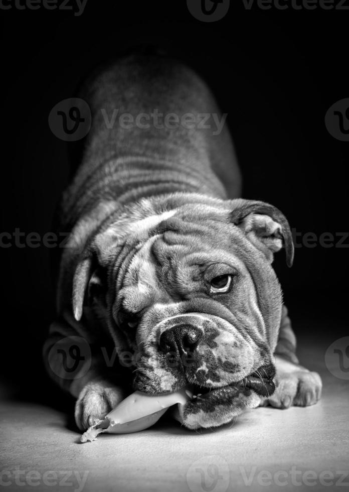 Playful English bulldog pup in black and white photo