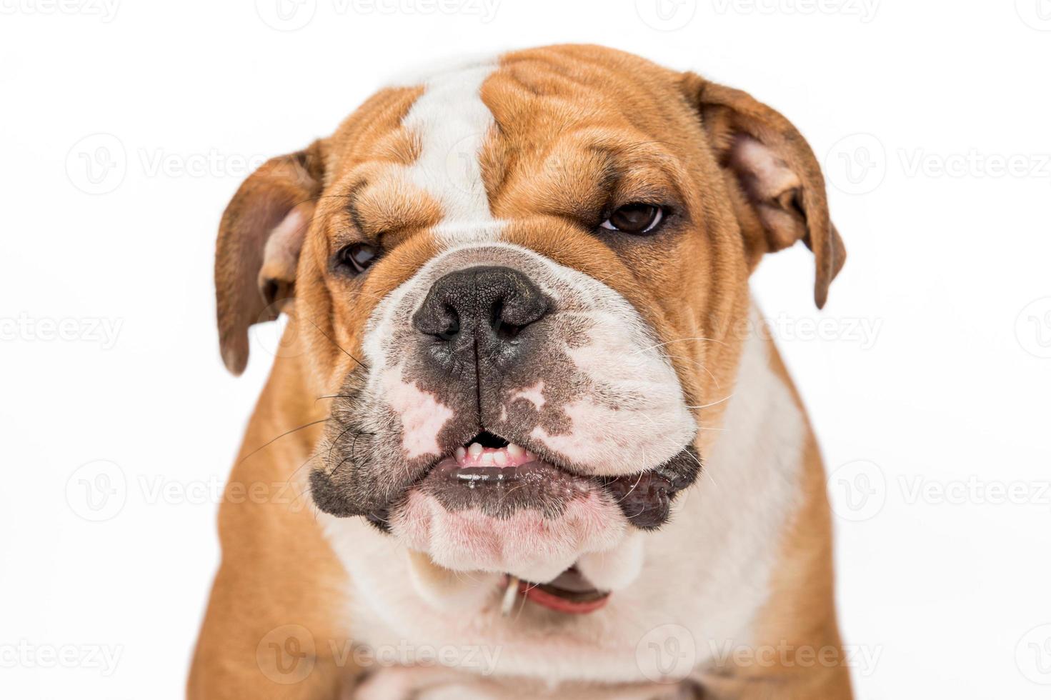 Angry ENglish bulldog pu photo