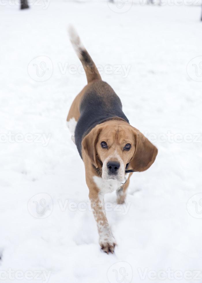 beagle perro en el nieve foto