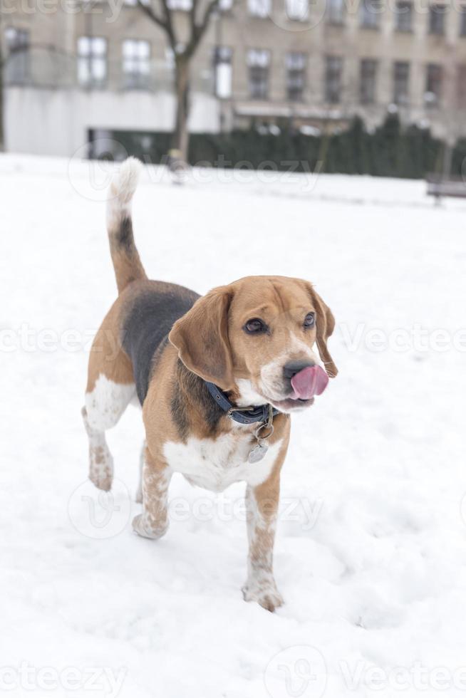 beagle perro en el nieve foto