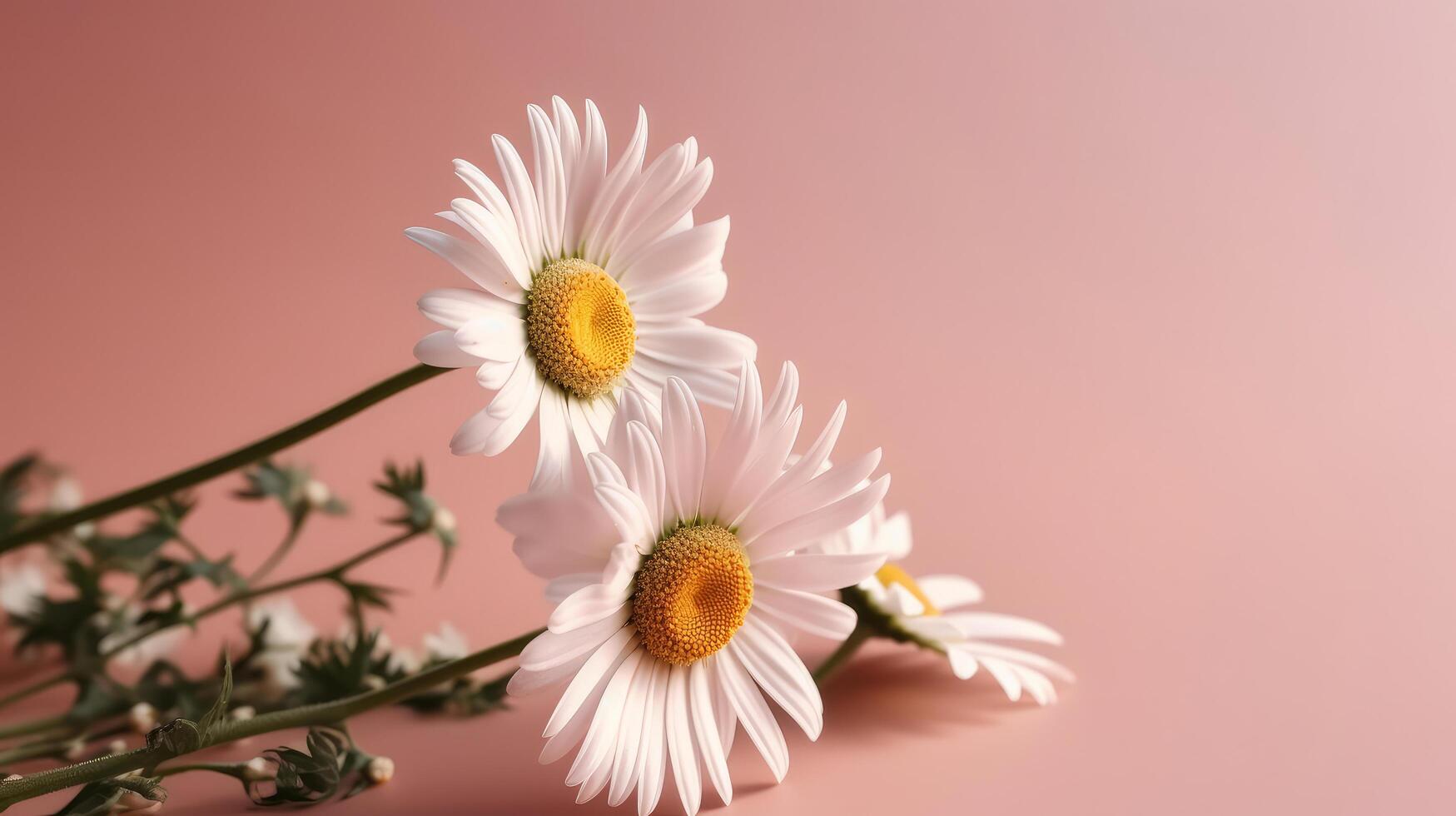Chamomile flower on pink background. Illustration photo
