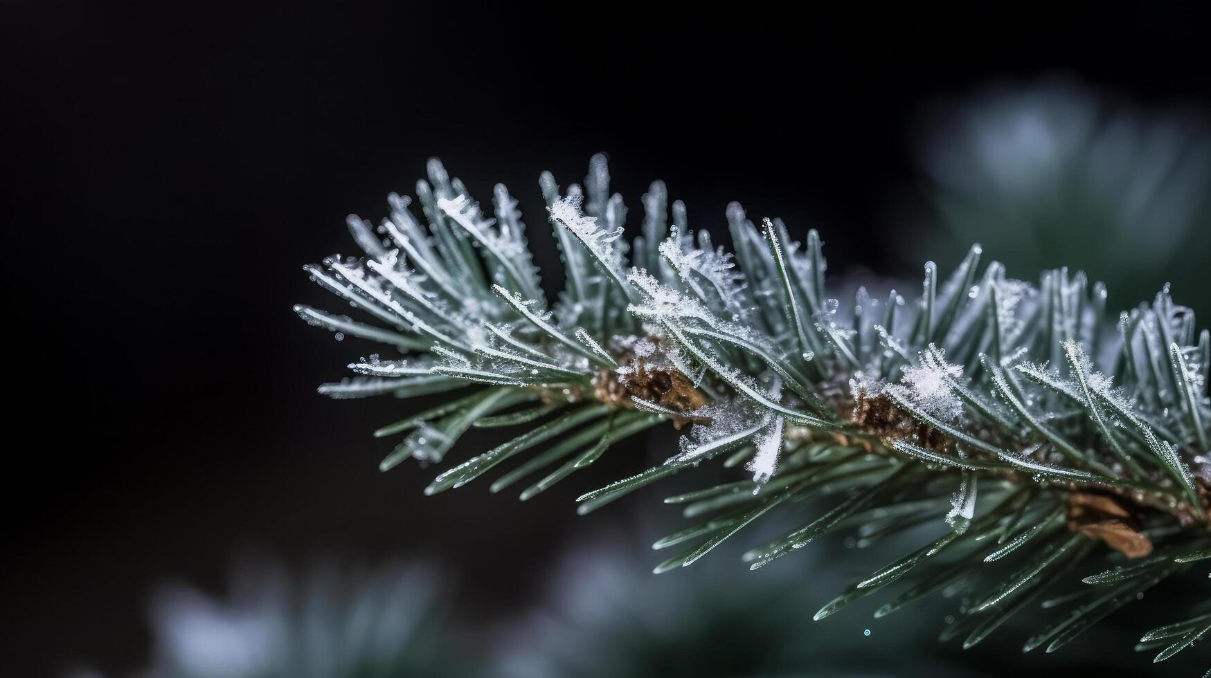 Fir branch. Illustration photo