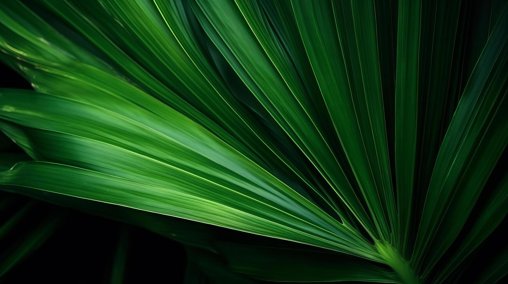 Green Palm Leaf background. Illustration photo