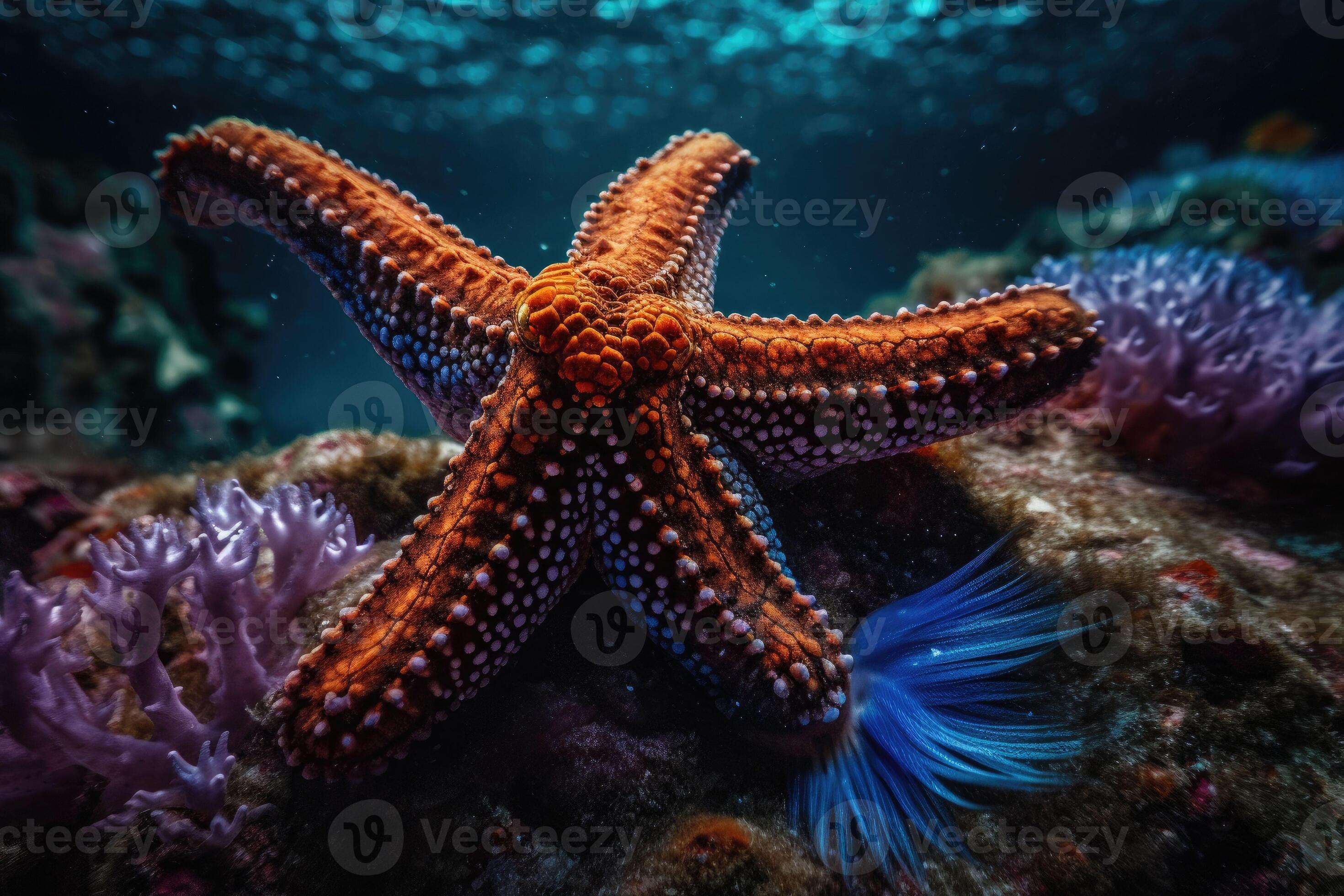 Sea star in a reef colorful underwater landscape background. Star fish in  tropical seashore. Generative AI 22815058 Stock Photo at Vecteezy