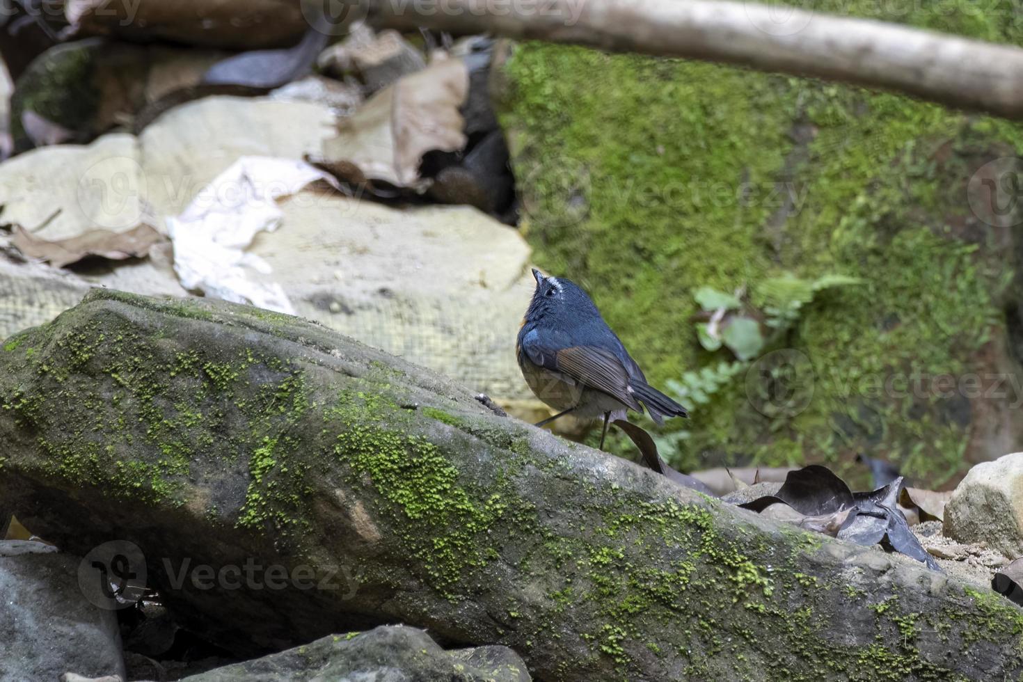 Snowy-browed flycatcher or Ficedula hyperythra seen in Rongtong in West Bengal photo