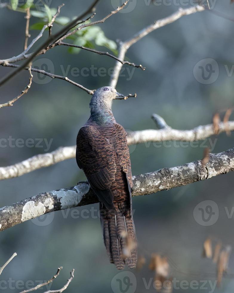 Barred cuckoo-dove or Macropygia unchall seen in Rongtong in West Bengal, India photo
