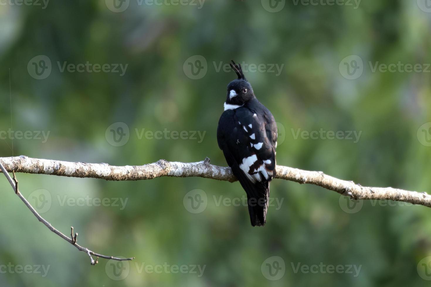 Black baza or Aviceda leuphotes observed in Rongtong in West Bengal, India photo