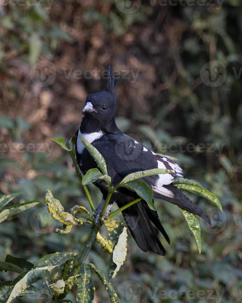 negro baza o aviceda leuphotes observado en rongtong en Oeste Bengala, India foto