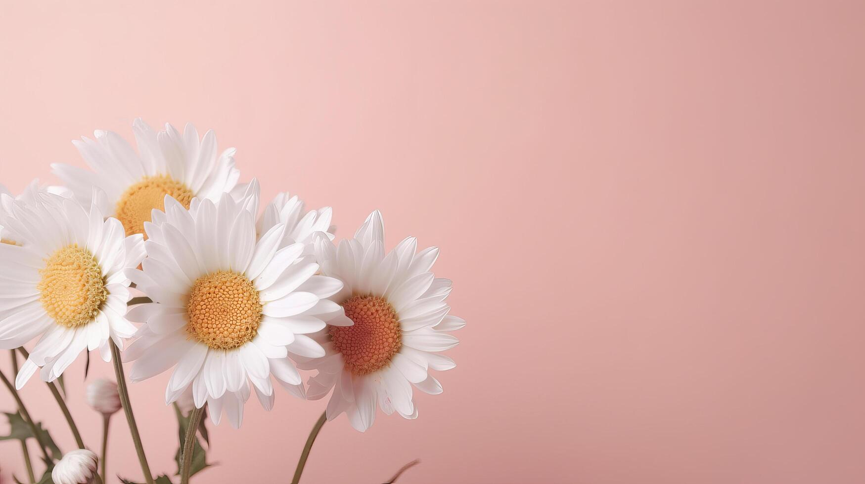 Chamomile flower on pink background. Illustration photo