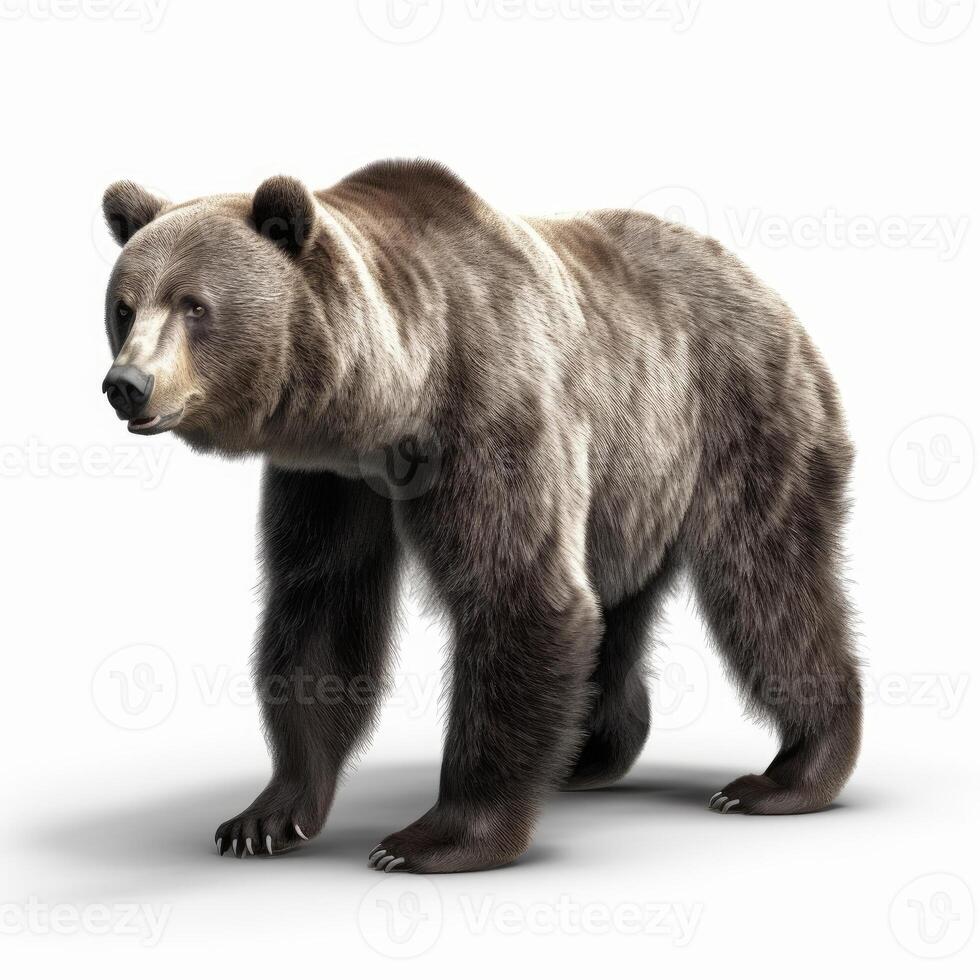 A bear isolated on white background photo