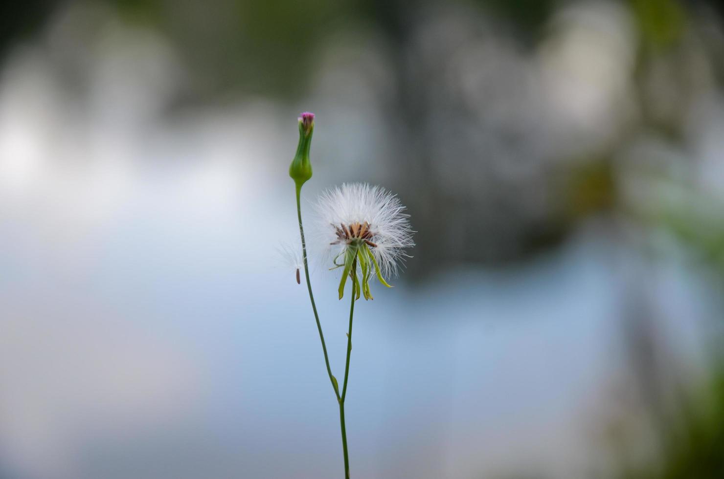 cerrado retrato de mullido blanco diente de león flor en el jardín. foto