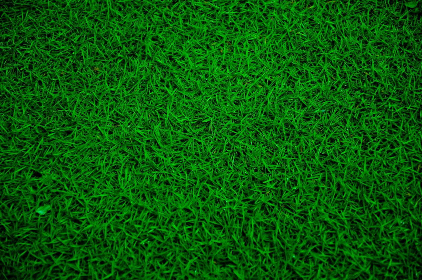 Abstract background of fresh green grass field. photo