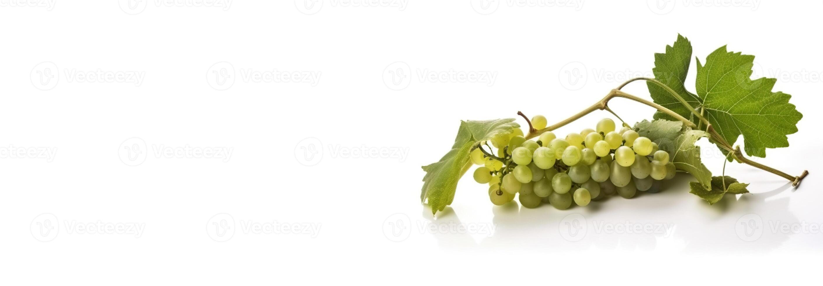 Vine of fresh green grapes, isolate on white background. Sprig of organic natural food. . Header banner mockup with space. photo