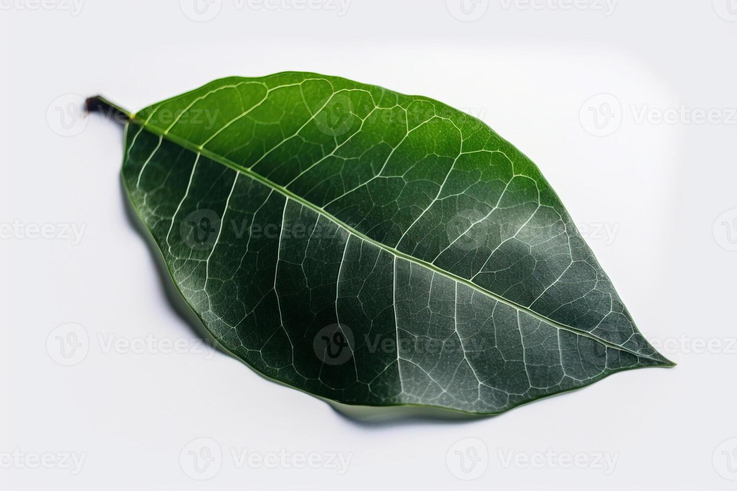 Green textural leaf from a tree close-up, isolate. . photo