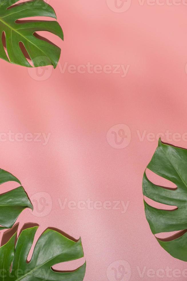 Monstera leaves on pink background. Flora  wallpaper backdrop. photo