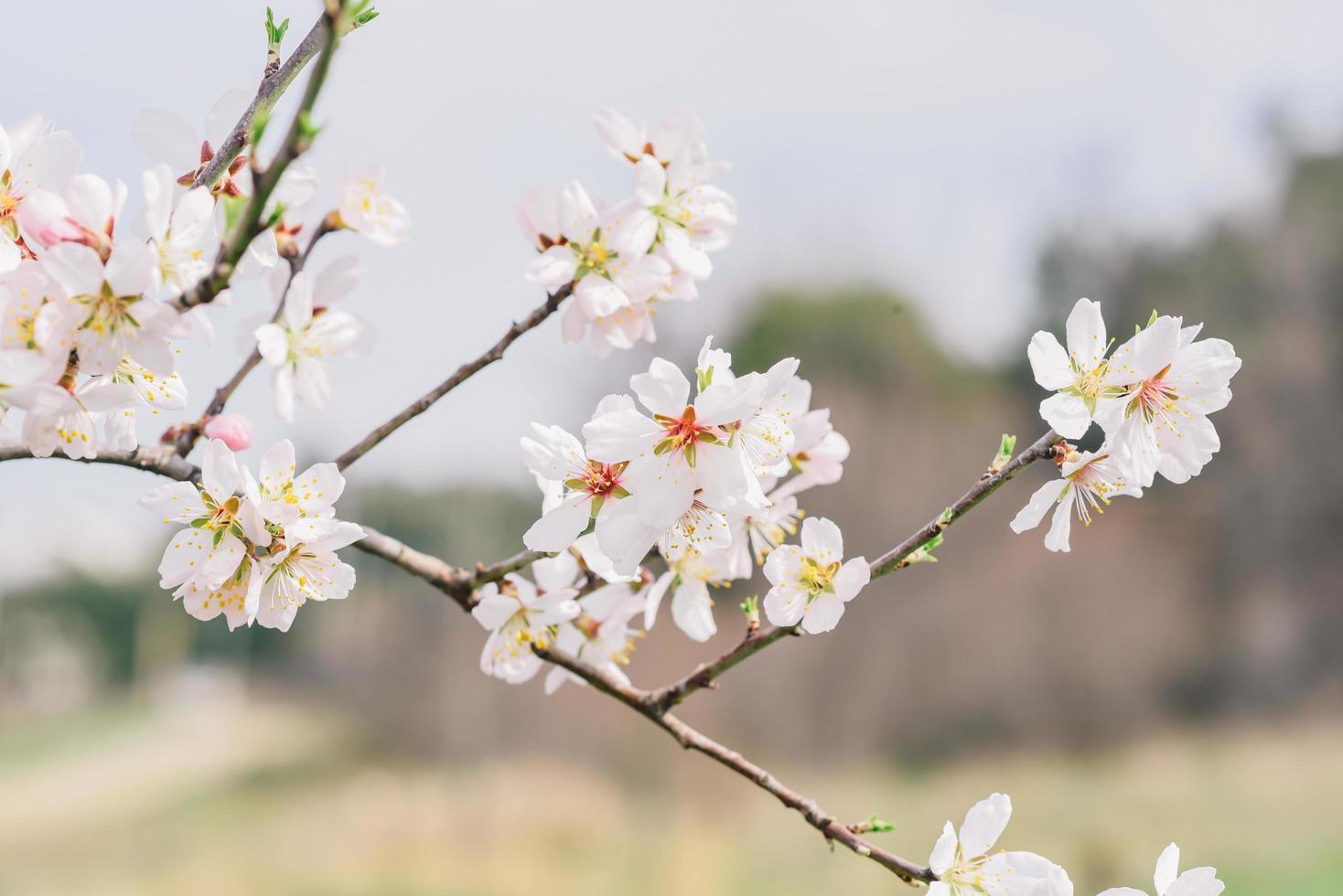 A close up of a flower with the word cherry on it photo