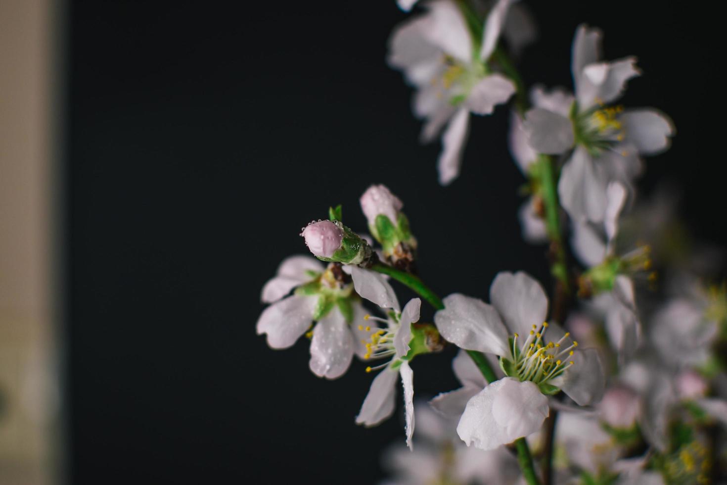 un cerca arriba de un Cereza florecer árbol con gotas foto