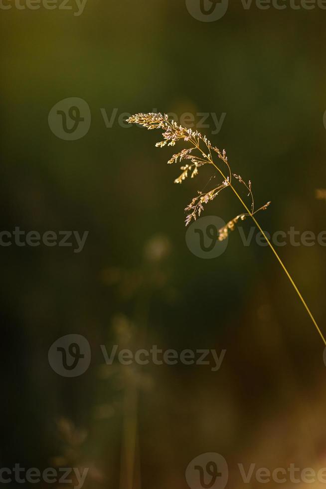 Selective soft focus of dry grass, reeds, stalks blowing in the wind at golden sunset light, horizontal, blurred hills on background, copy space. Nature, summer, grass concept photo