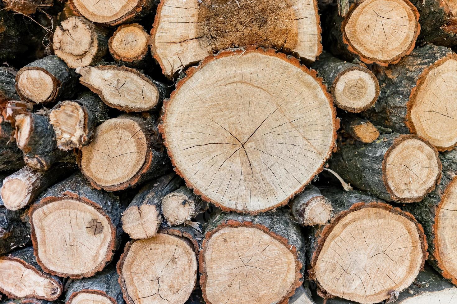 Cross section of tree trunks, timber background. Log trunks pile, the logging timber wood industry. Cutting tree trunks placed together for interior decorate. Decoration of cutting tree. photo