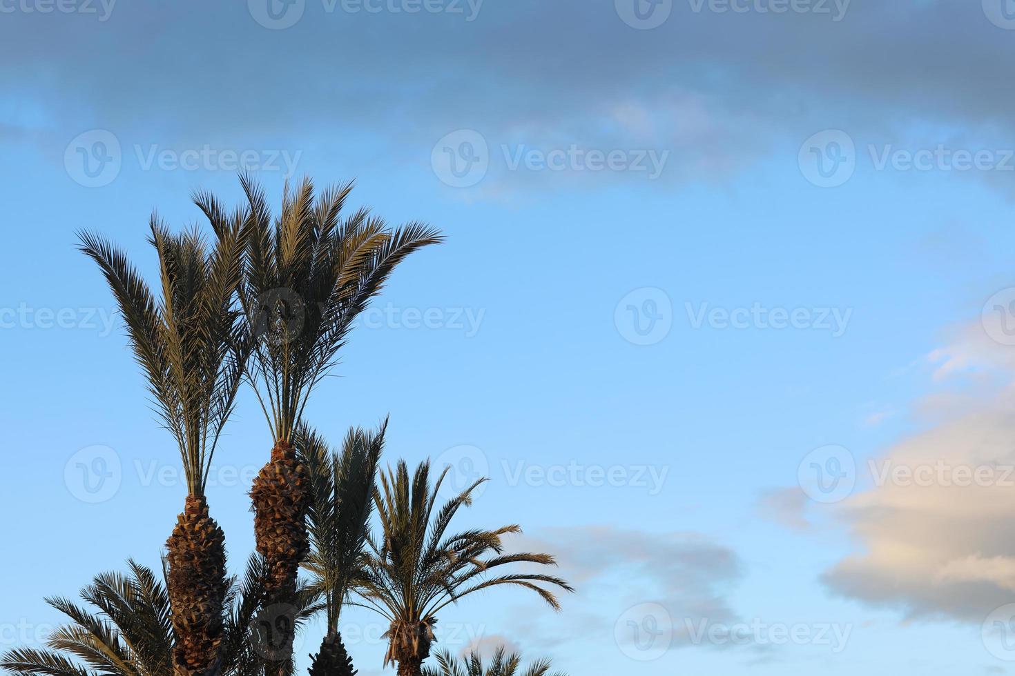 Tropical palm trees against blue sky and white fluffy clouds abstract background. Summer vacation and nature travel adventure concept photo