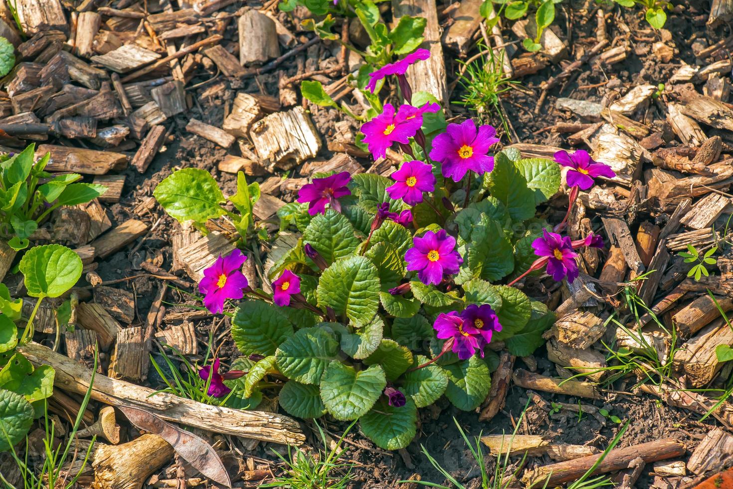 Primula juliae blooms in the spring garden. Close-up. photo