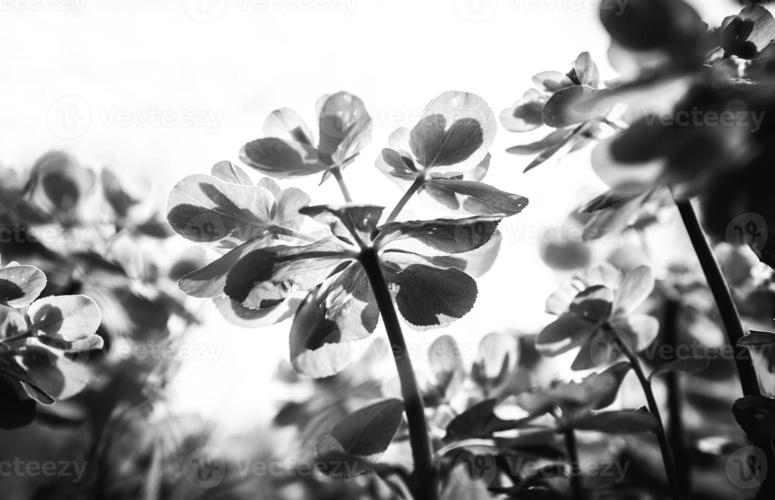 Beautiful flowers close-up photo