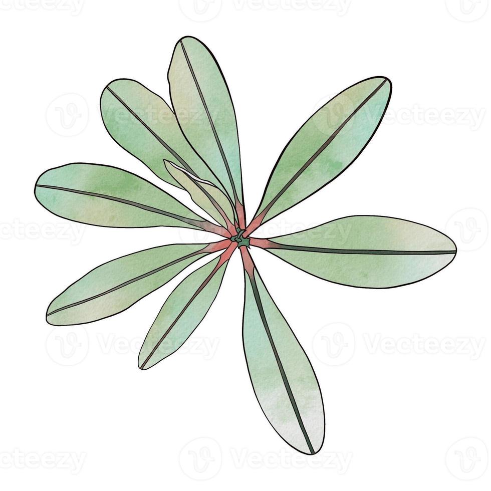 watercolor leaves clipart illustration photo