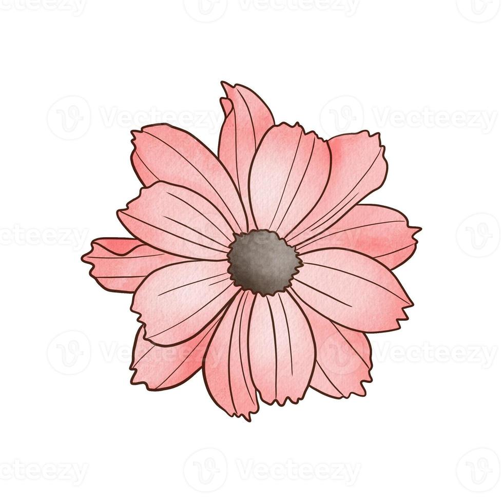 watercolor flower illustration photo