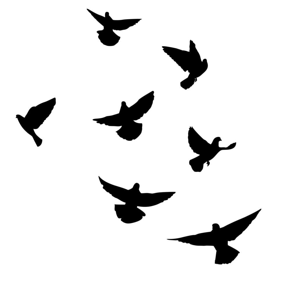 Set of flying pigeons. Silhouette of doves fly on white background. Vector illustration