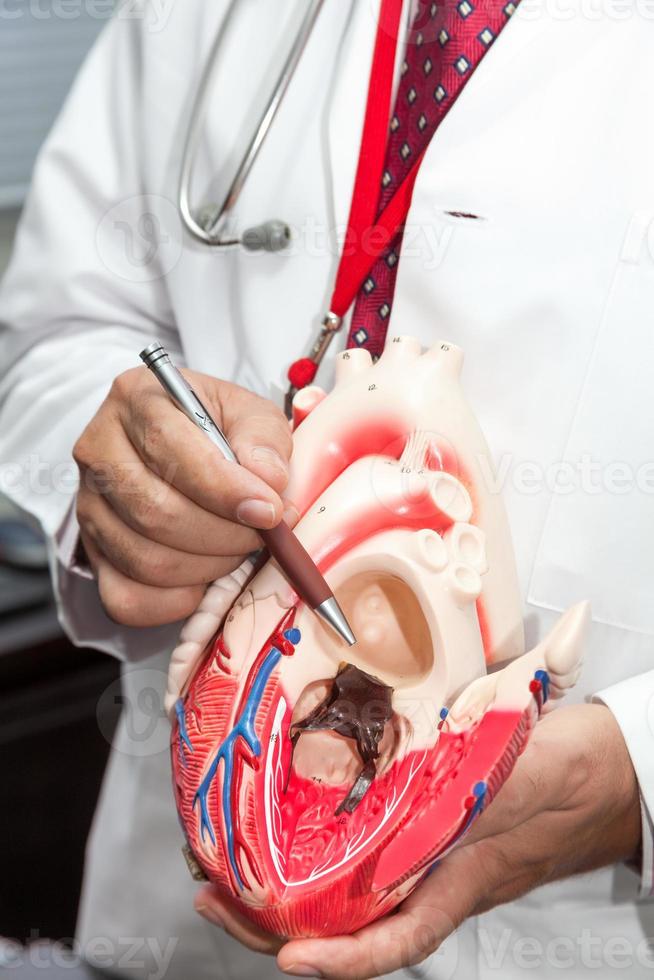 Doctor showing a model of a heart photo