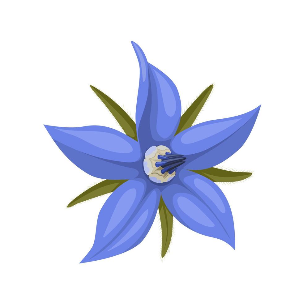 Vector illustration, Borage also known as star flower, isolated on white background.