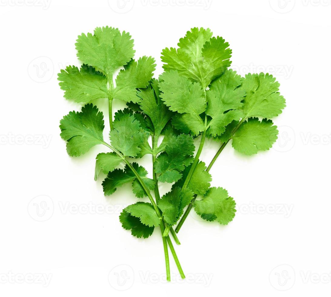 coriander or cilantro leaves isolated on white background. bunch of coriander or cilantro leaves isolated on white background. top view coriander or cilantro leaves isolated photo