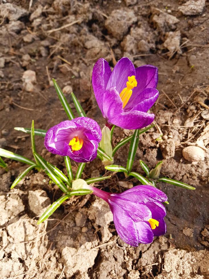 púrpura azafrán flores en naturaleza foto