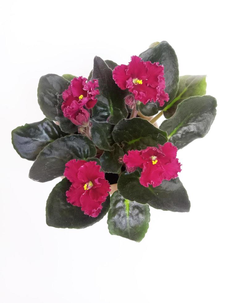 burgundy Saintpaulia flower in pot on a white background, indoor plants photo