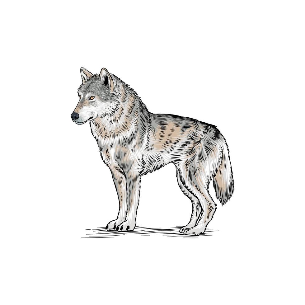 the gray wolf is stalking prey vector