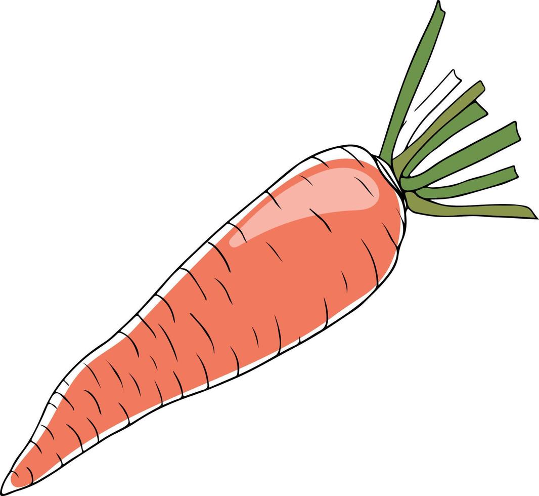 Vector lineart style orange carrot with greenery isolated on white background
