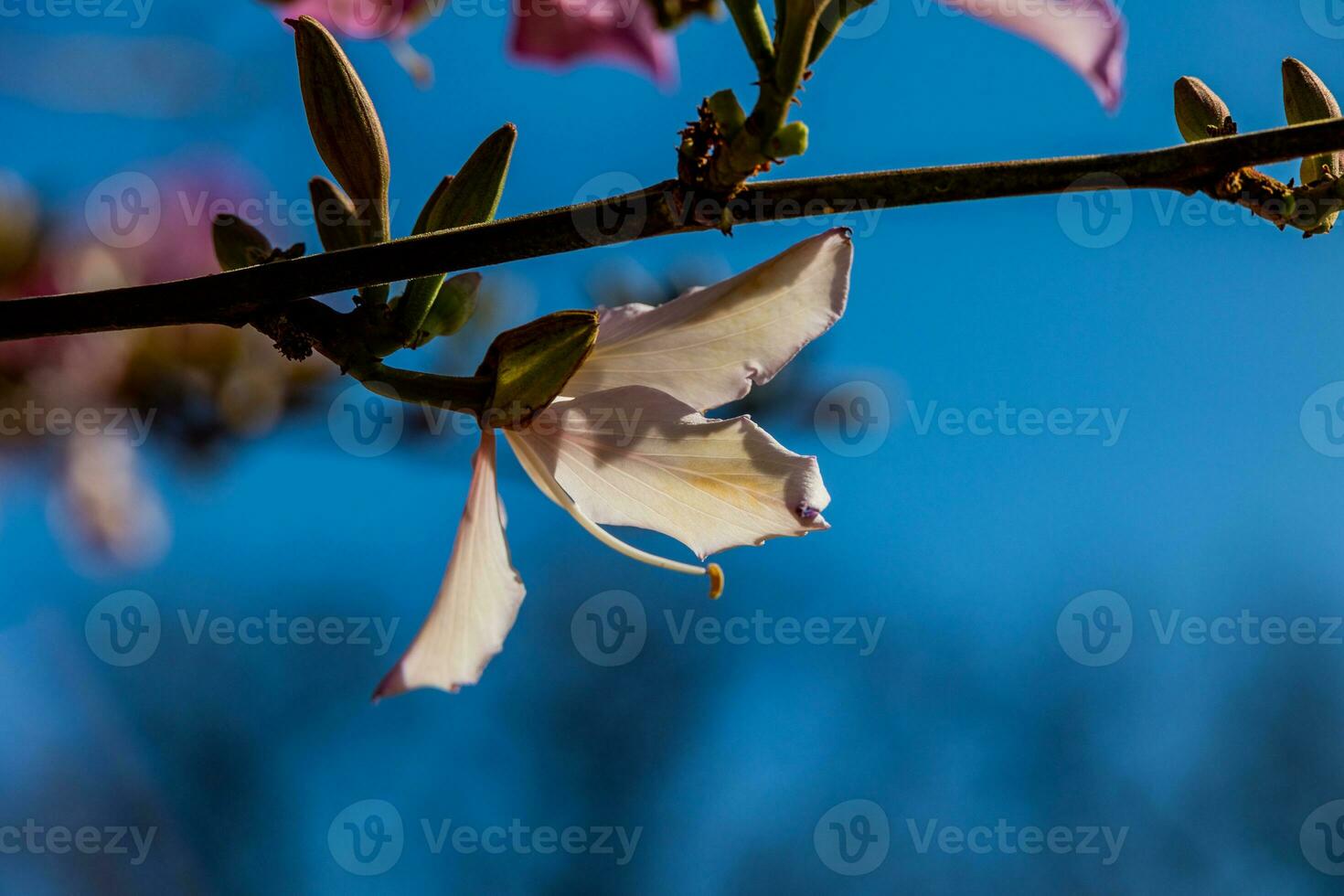 Bauhinia variegata blooming white and pink tree in the streets of the city of Alicante in spring photo