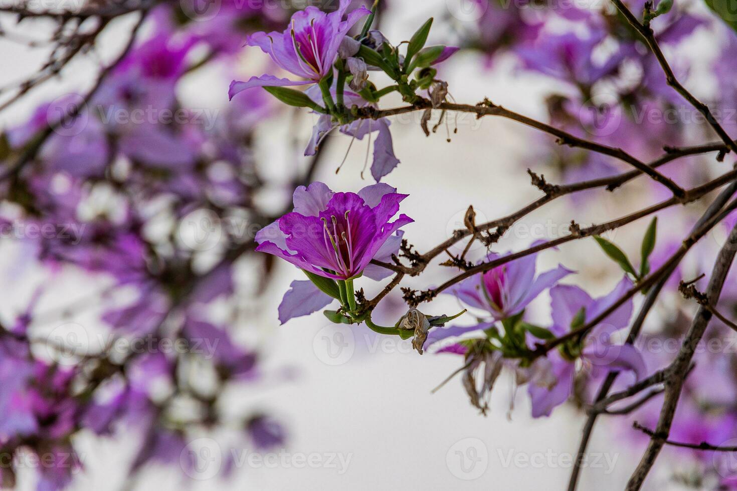 Bauhinia variegata blooming white and pink tree in the streets of the city of Alicante in spring photo