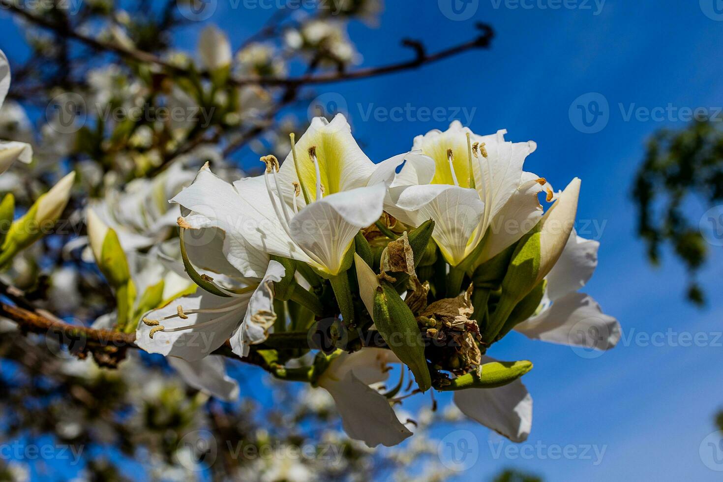 Bauhinia variegata blooming white and pink tree in the streets of the city of Alicante in spring photo