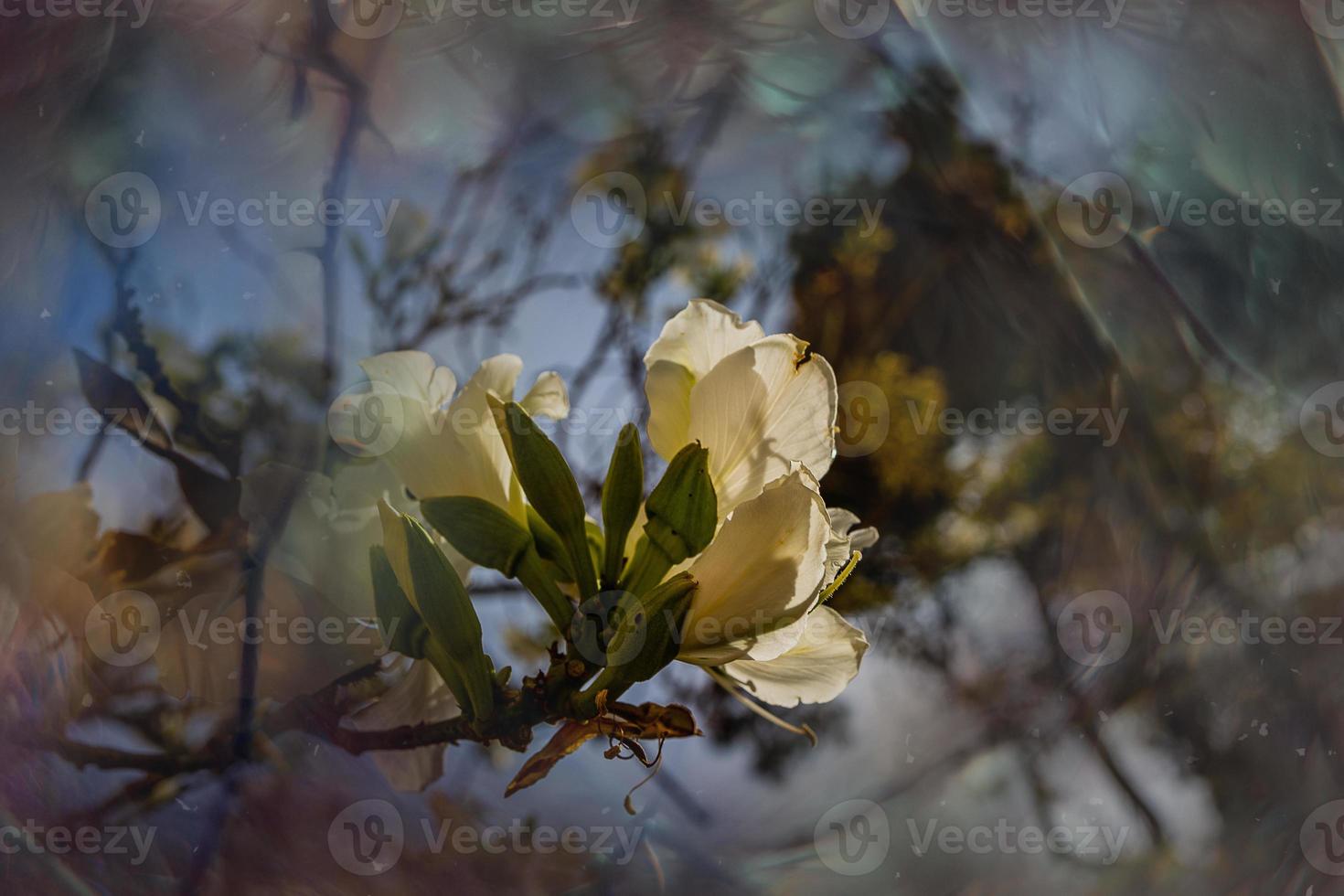 Bauhinia variegata blooming white and pink tree in the streets of the city of Alicante in spring photo