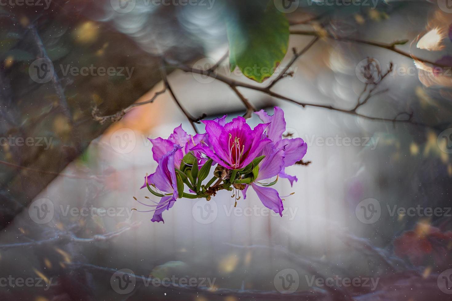 Bauhinia variegata blooming white and pink tree in the streets of the city of Alicante in spring photo