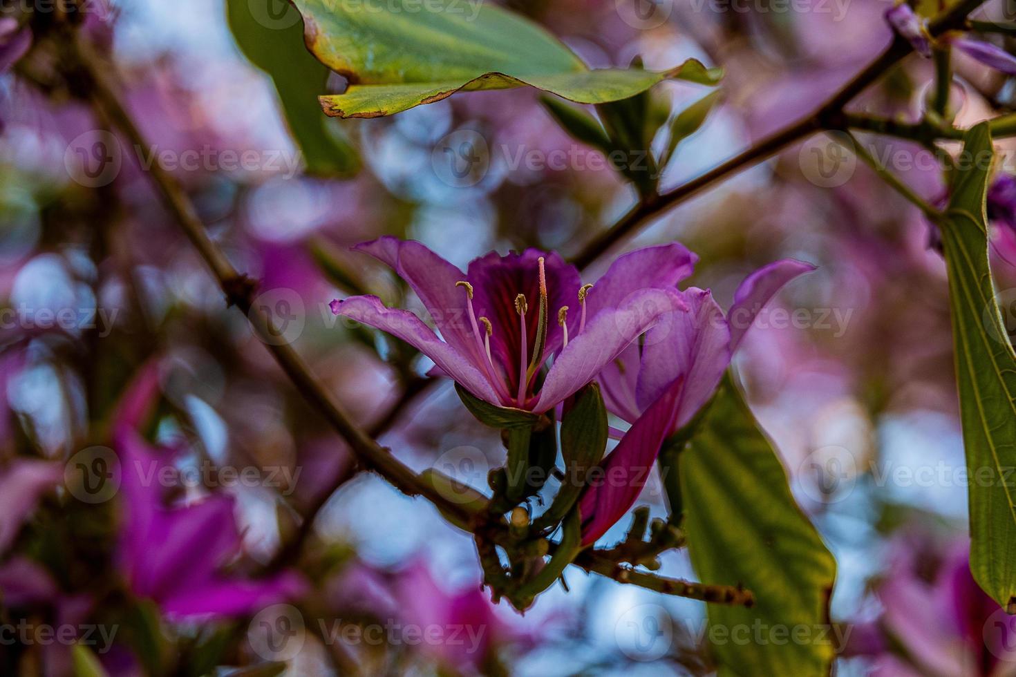 Bauhinia variegata blooming white and pink tree in the streets of the city of Alicante in spring photo