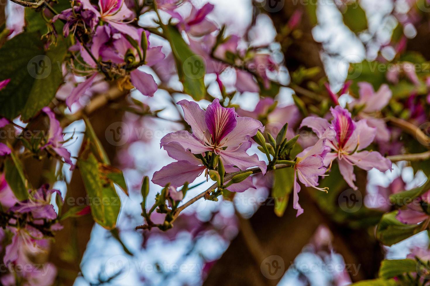 Bauhinia variegata blooming white and pink tree in the streets of the city of Alicante in spring photo