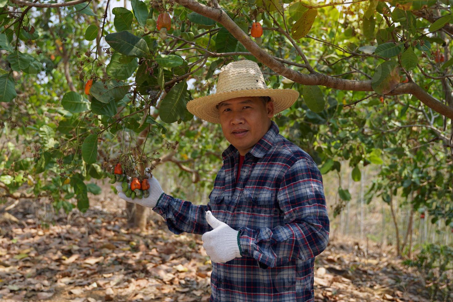Farmers take bunches of cashews from the trees to inspect the quality of the produce. with a thumbs up for this year's output. soft and selective focus. photo