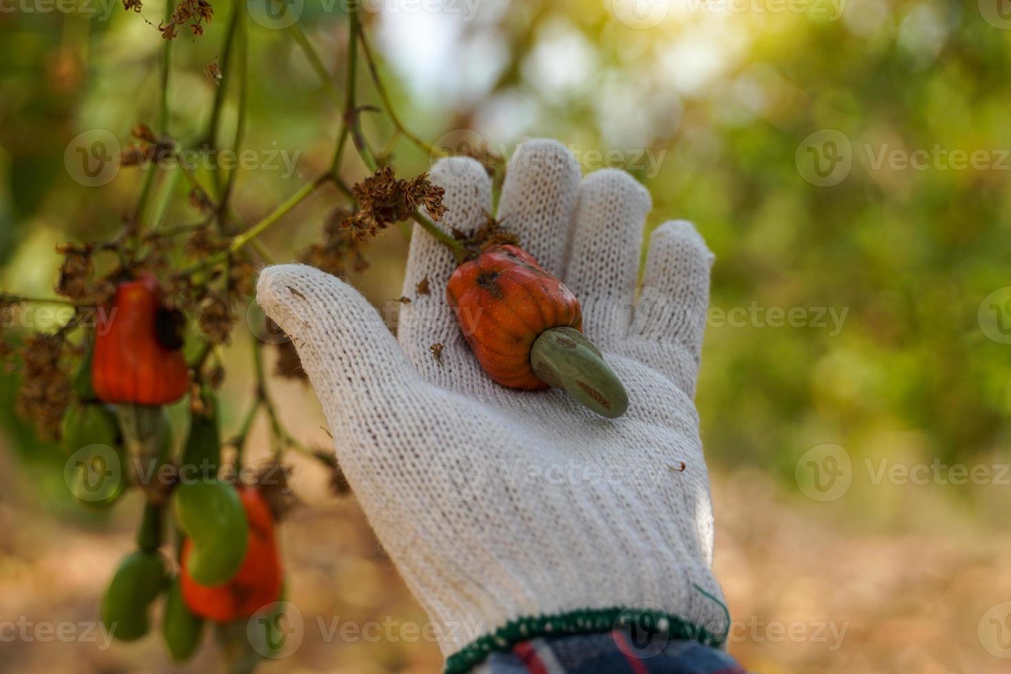 Cashew fruit in the hands of farmers. The fruit looks like rose apple or pear. The young fruit is green. When ripe, it turns red-orange. At the end of the fruit there is a seed, shaped like a kidney. photo